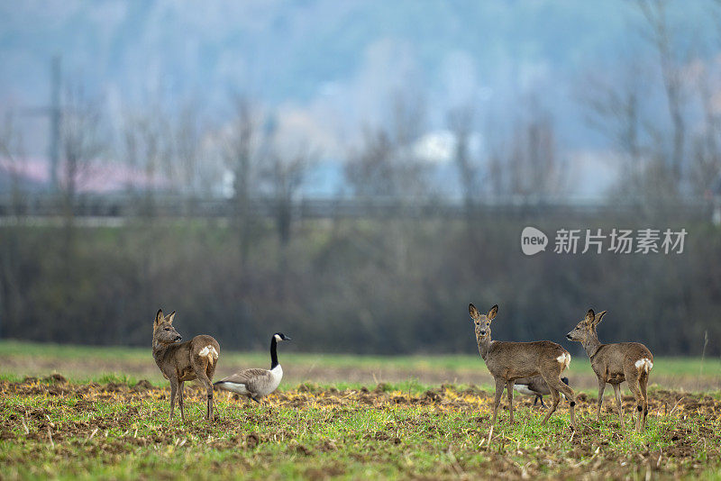 狍子(Capreolus Capreolus)和加拿大鹅(Branta canadensis)